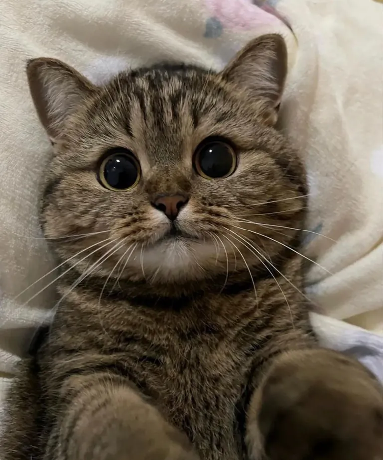 Is this cuteness even legal?