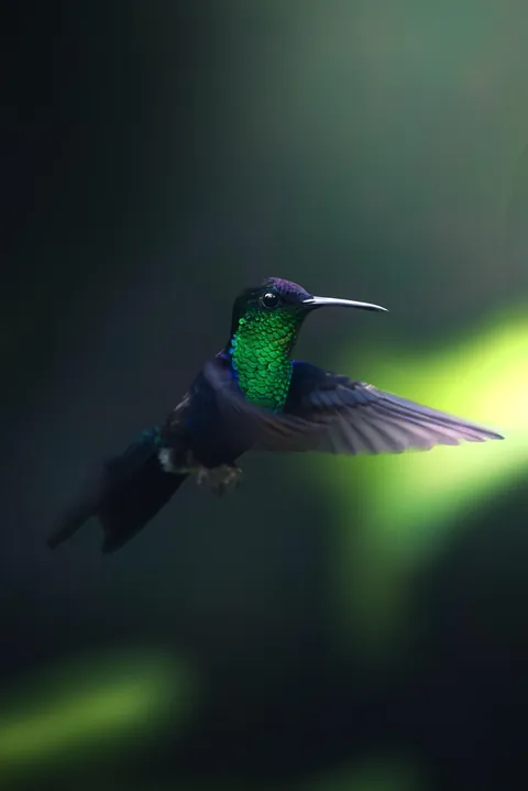 ITAP of a hummingbird