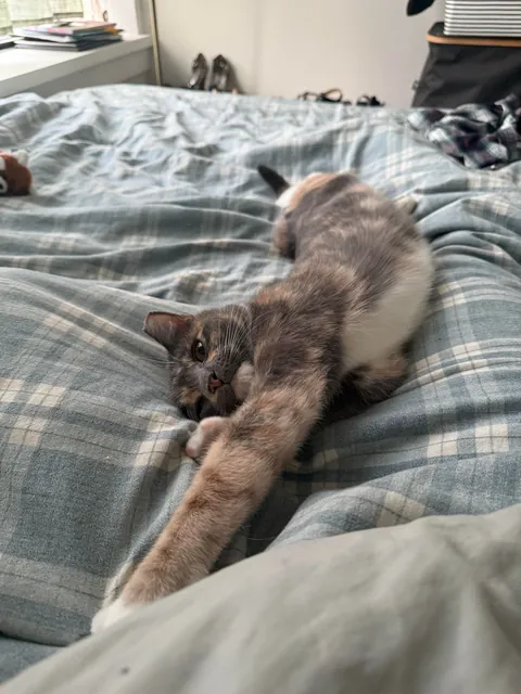 first time cat owner, adopted bonded sisters- so glad I did !