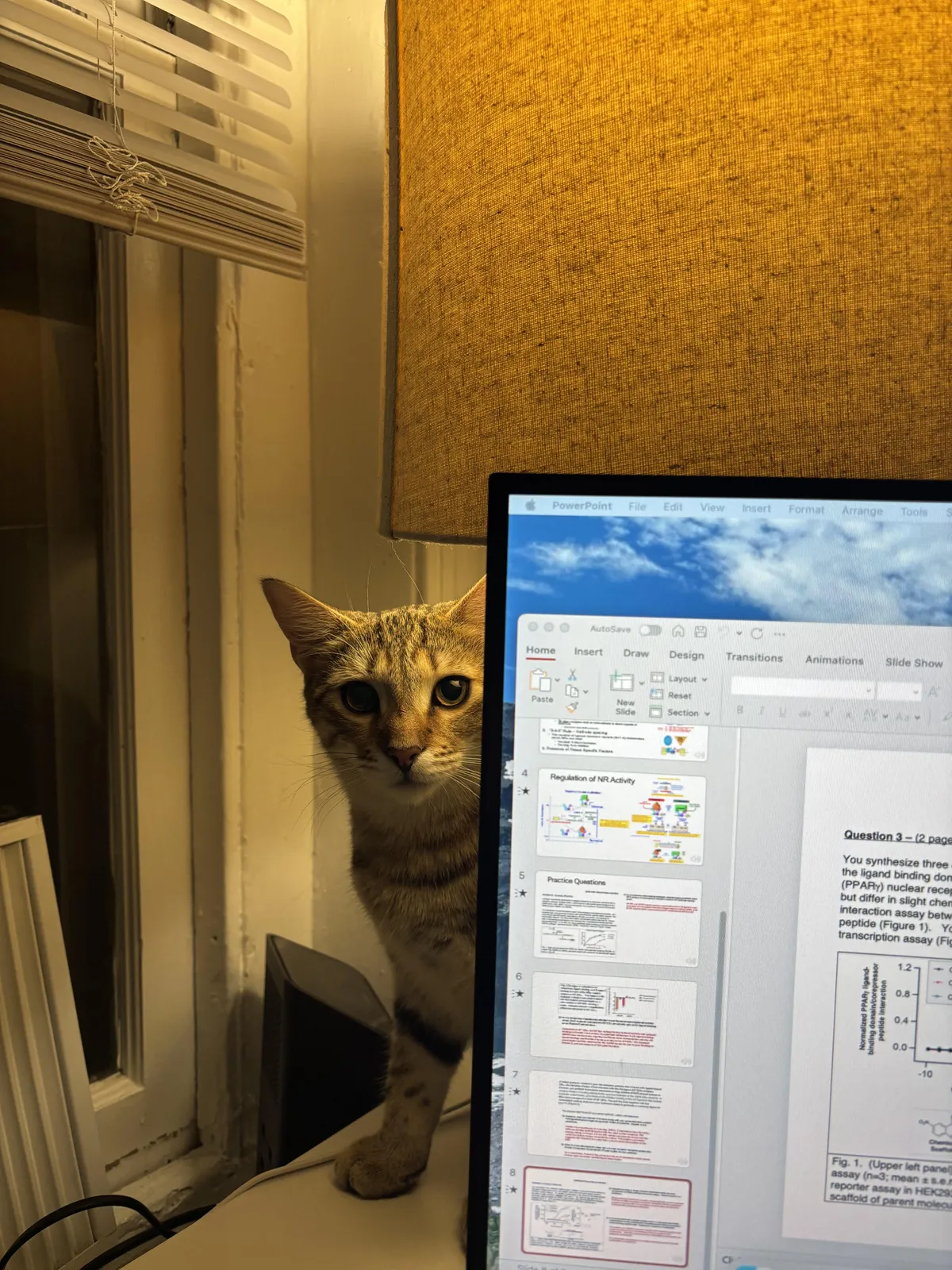 Why does he insist on being right next to me when I’m blow drying my hair, despite being visibly scared?