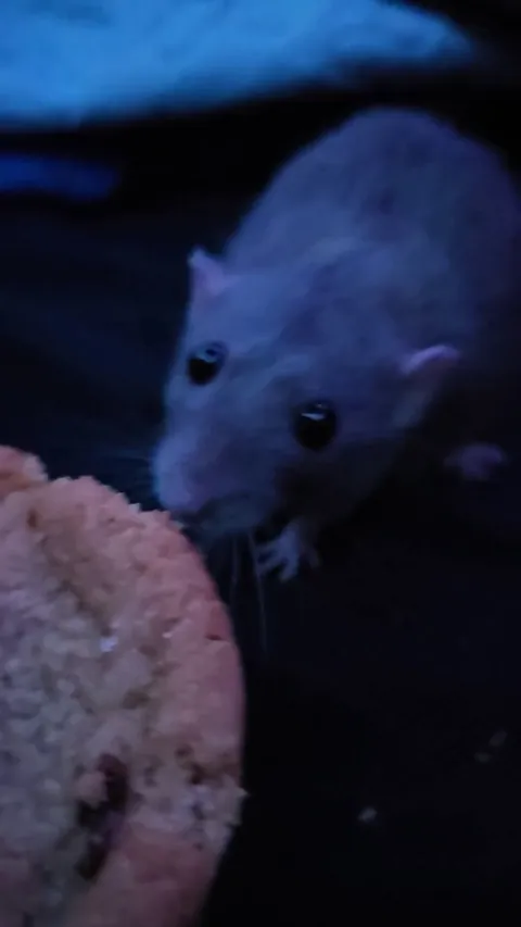 Put that cookie down Jimily!