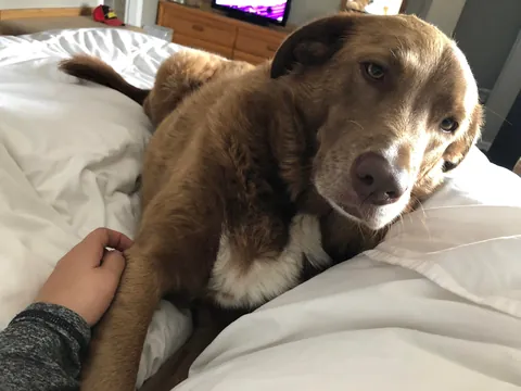 My Bassi bear tuned 10! My best boy, the best “big” brother and my best friend:)