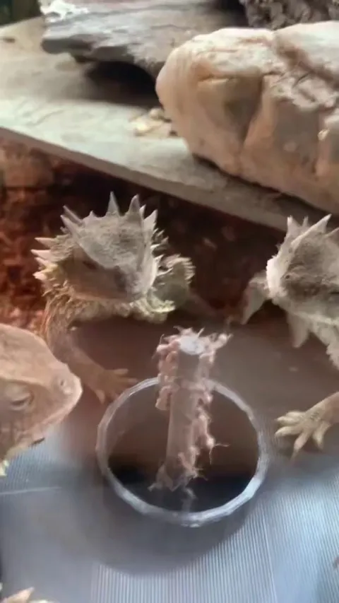 Feeding apparatus for lizards, never ending ants