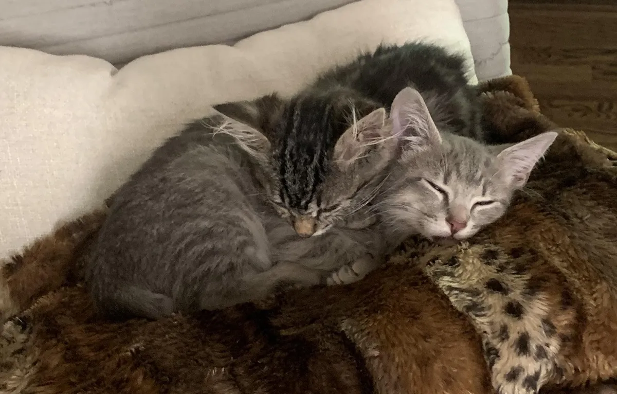 Update on the rescued drain kitten