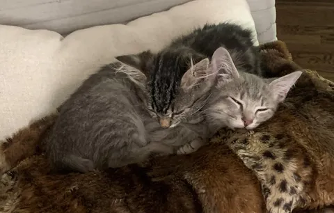 Update on the rescued drain kitten