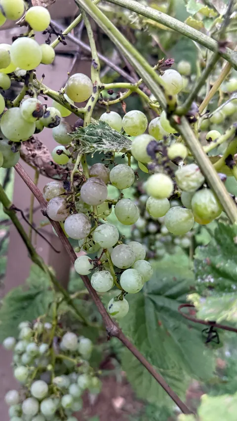 Made a batch of jelly from my grapes.