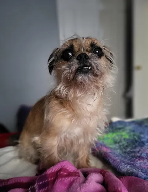 Have you ever seen a 100% purebred House Muppet? Very elusive. (OC)