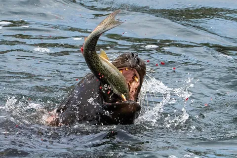 I watched a sea lion shred salmon today