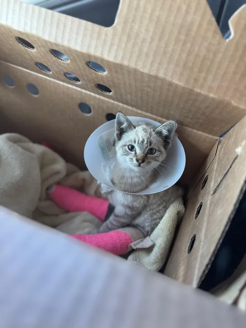 Adopted this cute girl that we found on the highway