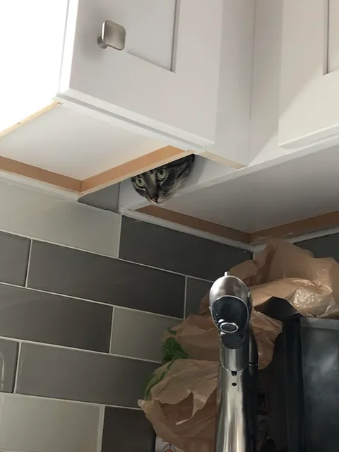 PsBattle: This cat peeking down from the kitchen cabinet.
