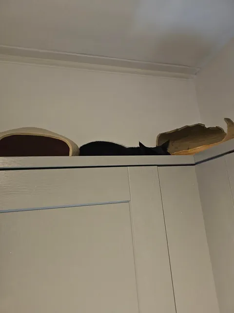 Family brought their dog over for Christmas, she stayed on top of that cabinet all day 🥲