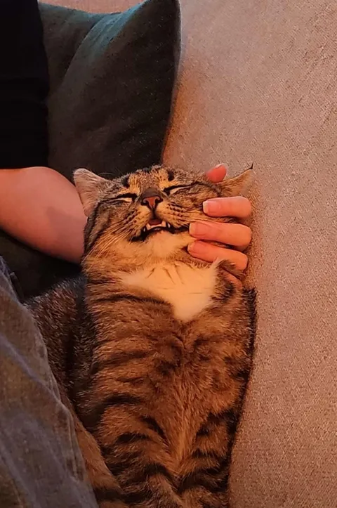 Adopted this little guy yesterday. Save to say, he likes it here