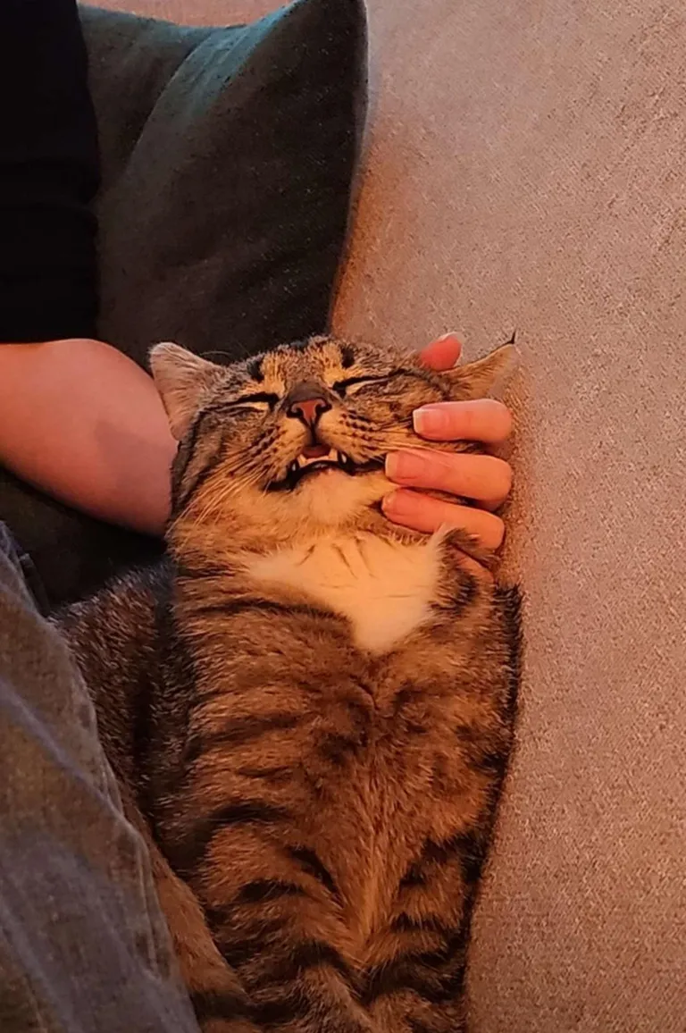 Adopted this little guy yesterday. Save to say, he likes it here