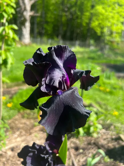 some of the irises around the pond in my garden…. don’t miss the black gem at the end