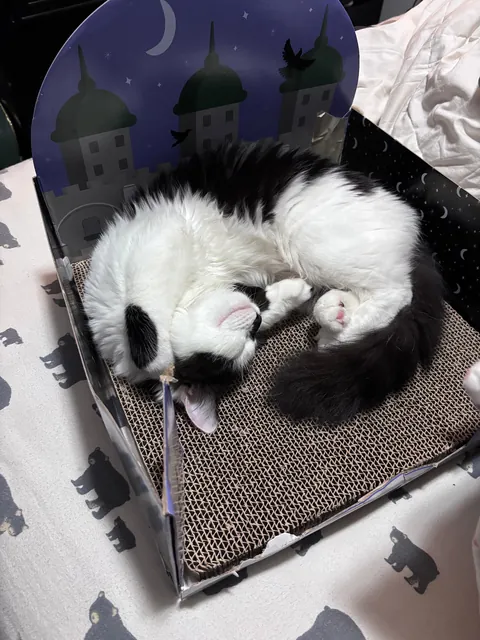 This is Dirtbag. We also call him Rudy. He just woke up after being neutered. He also just pissed all over himself. That’s my boy!!