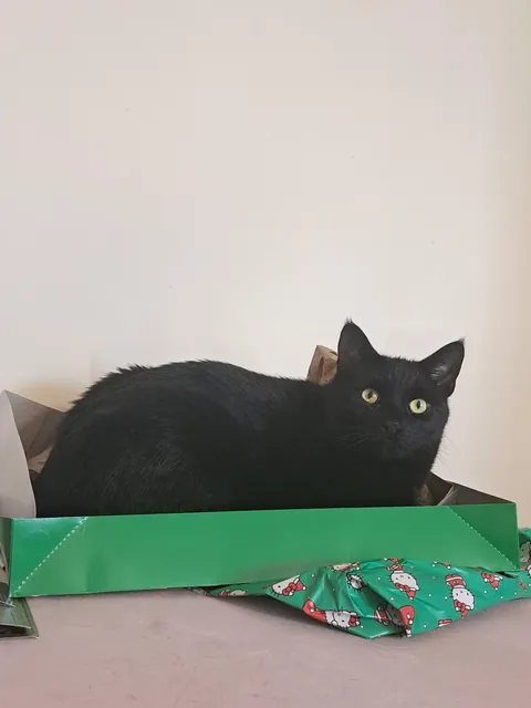 Five years ago today I happened to be on the "free" section of Craigslist and came across a cat that was attacking toddlers. I knew right then and there that she had to be mine. Happy "Gotcha Day, " Pretty 🐈‍⬛❤️