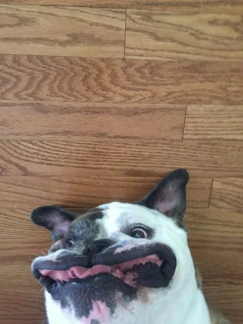 PsBattle: This dog making a ridiculous face