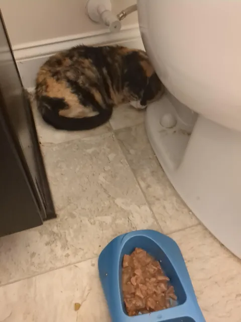 Stray girl has come SO FAR! From hiding to cuddling!