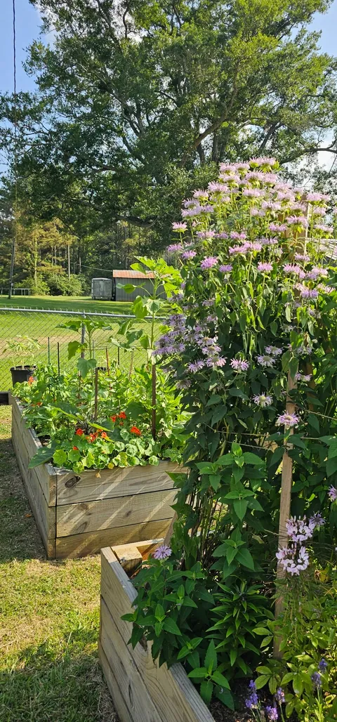 My Wife's Raised Bed Garden Over the Years
