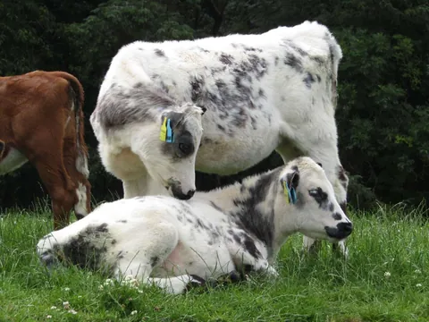 Custard and Cream. They have the same dad, the same birthday, and are besties. I don’t think they’ve ever been apart.