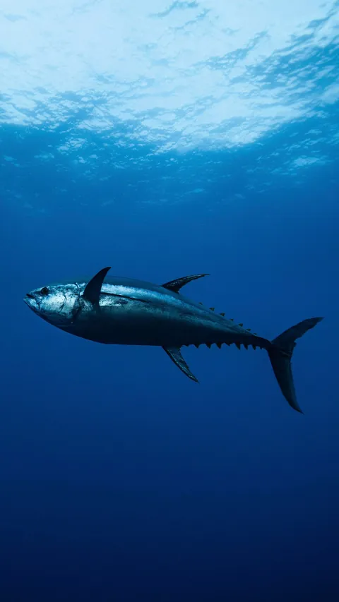 Underwater is just space with better lighting.