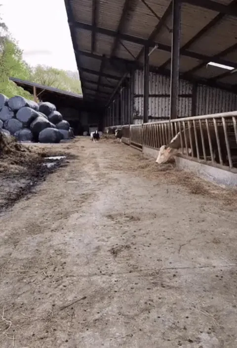 My two sheep are always very excited to meet me