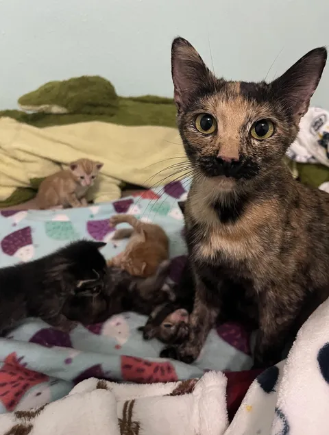 My cat had babies! Look at her! Shes a proud mother! She is glowing!