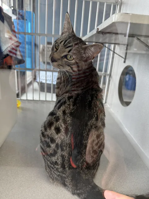 Meet Franklin! He doesn’t know it yet, but he’s coming home with us today ❤️