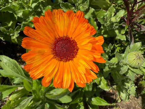 It’s bittersweet knowing I’m going to leave my first garden behind after I move in a month.. here’s some photos of my flowers.