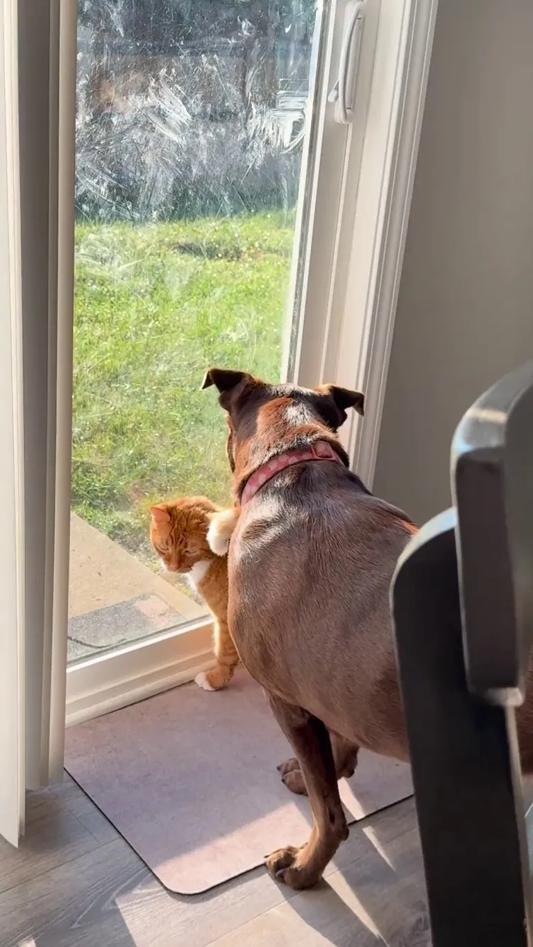 I think my mom’s cat has a crush on my dog