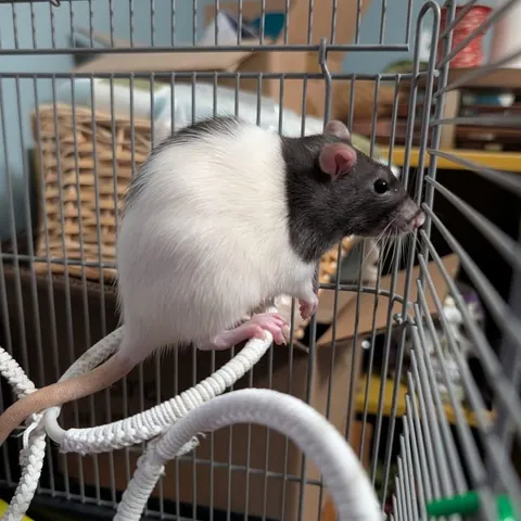 Holly was brought to a Christmas party as a white elephant gift