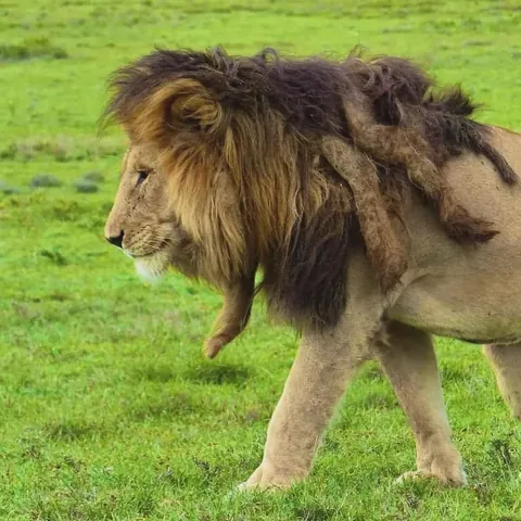Bob Marley with dreadlocks
