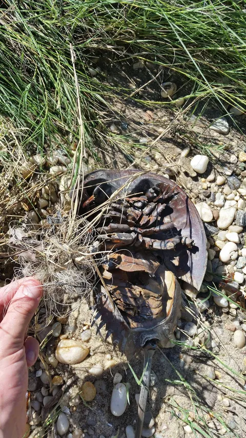 Dinosaur killed by stray fishing line, so please consider picking up any trash you find while out, it helps protect the wildlife