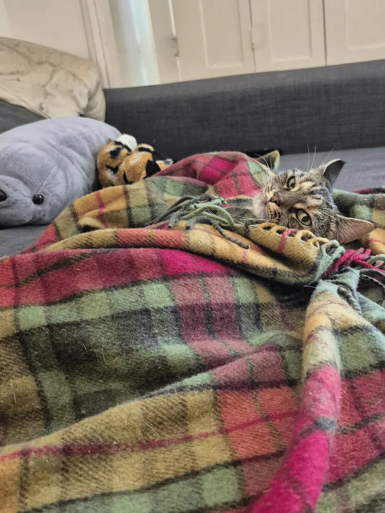 It's getting colder so I started tucking Miso in. At first she was a bit confused but now she really enjoys it 😊