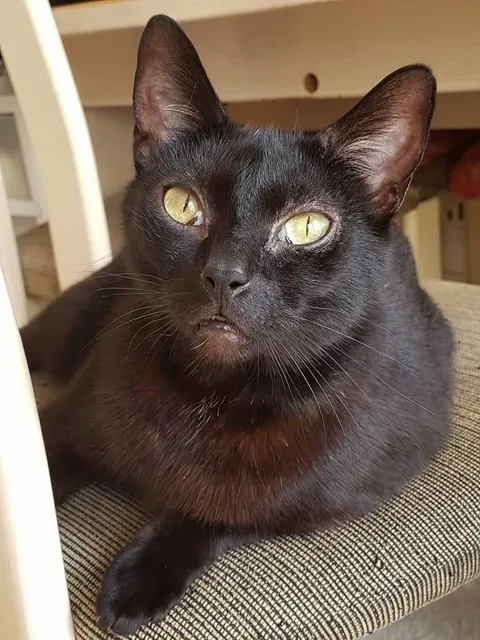 A tribute to my special boy, Blackjack 💔