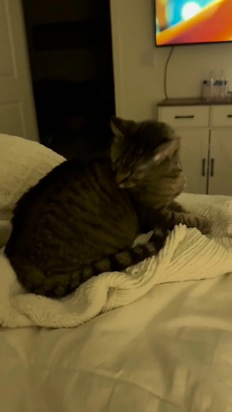 Someone posted about rubbing the spot your cat just cleaned and I tried it…