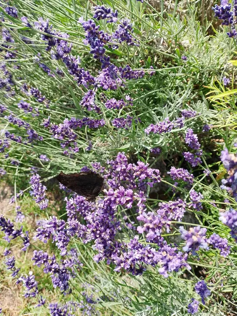 Summer flowers