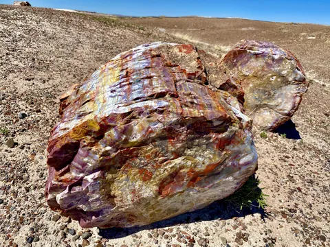 🔥Colorful ~225 million year old petrified wood in Arizona’s petrified forest. When T Rex began to roam the earth this stuff was already well over 100 million years old.