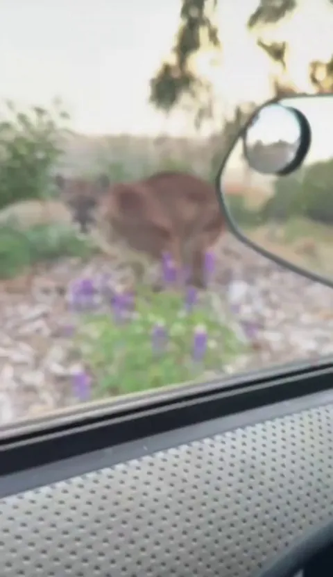 🔥icy gaze of a mountain lion