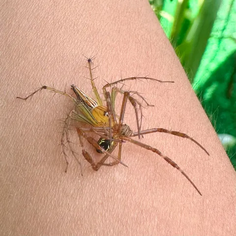 I was chilling in my garden and this couple fell onto my left arm... 