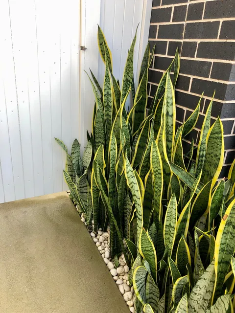 My fence of Sansevieria / mother in laws tongue / snake plants 