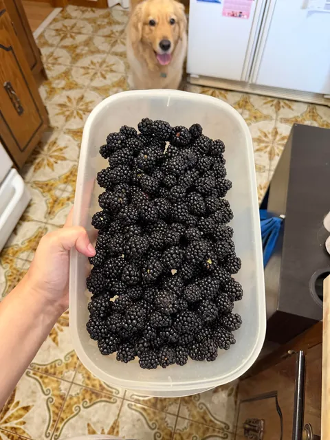 3.5 pounds of wild blackberries from my backyard!!! I just LOVE that bush so much. I do absolutely nothing, and it gifts me with beautiful, wonderfully grown fruit every year.