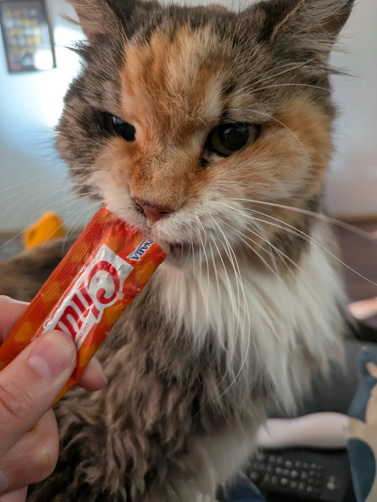 Tribute to Buster - we adopted her as a kitten 17 years ago and had to say goodbye today. She loved naan and croissants and stickers and her mortal enemy was the Xbox disc tray. She was always our babycat.