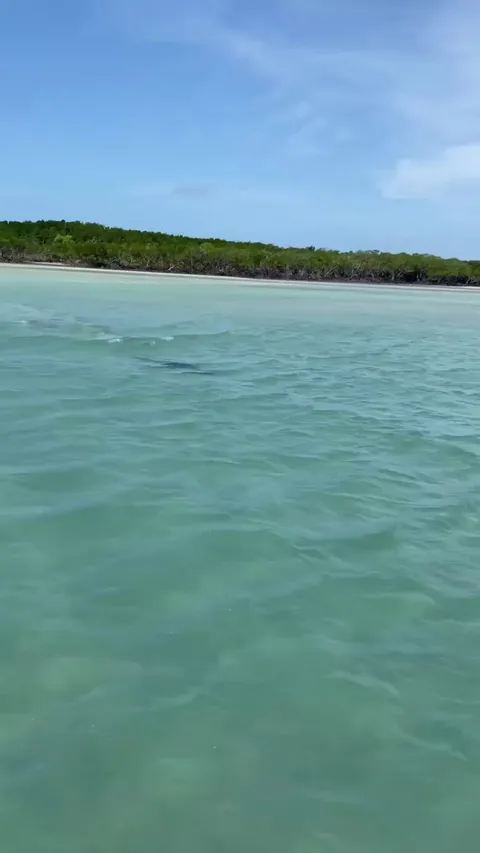 🔥A Human boater rudely cuts off another Traveler in the Shallows