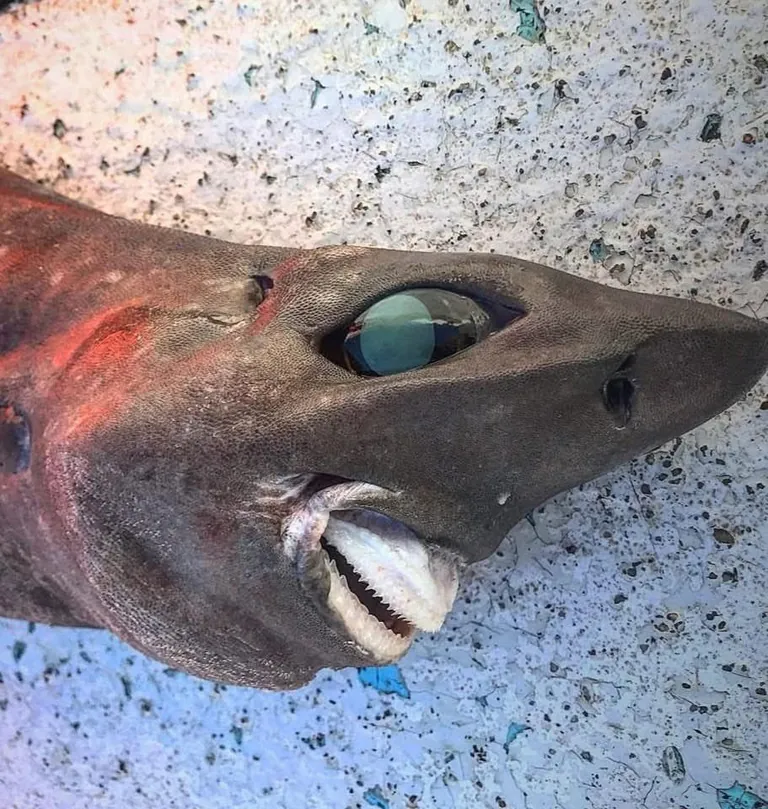 The face of a deep sea rough skin shark