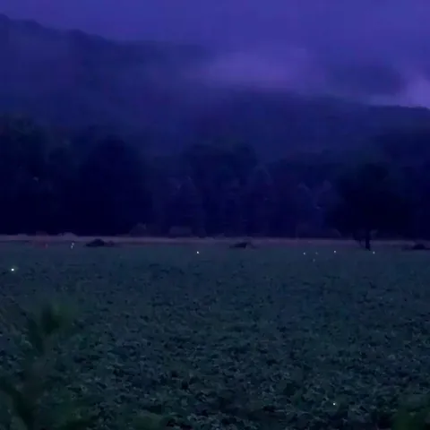 Fireflies in a field, rural Pennsylvania