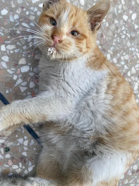 I just rescued this cat today