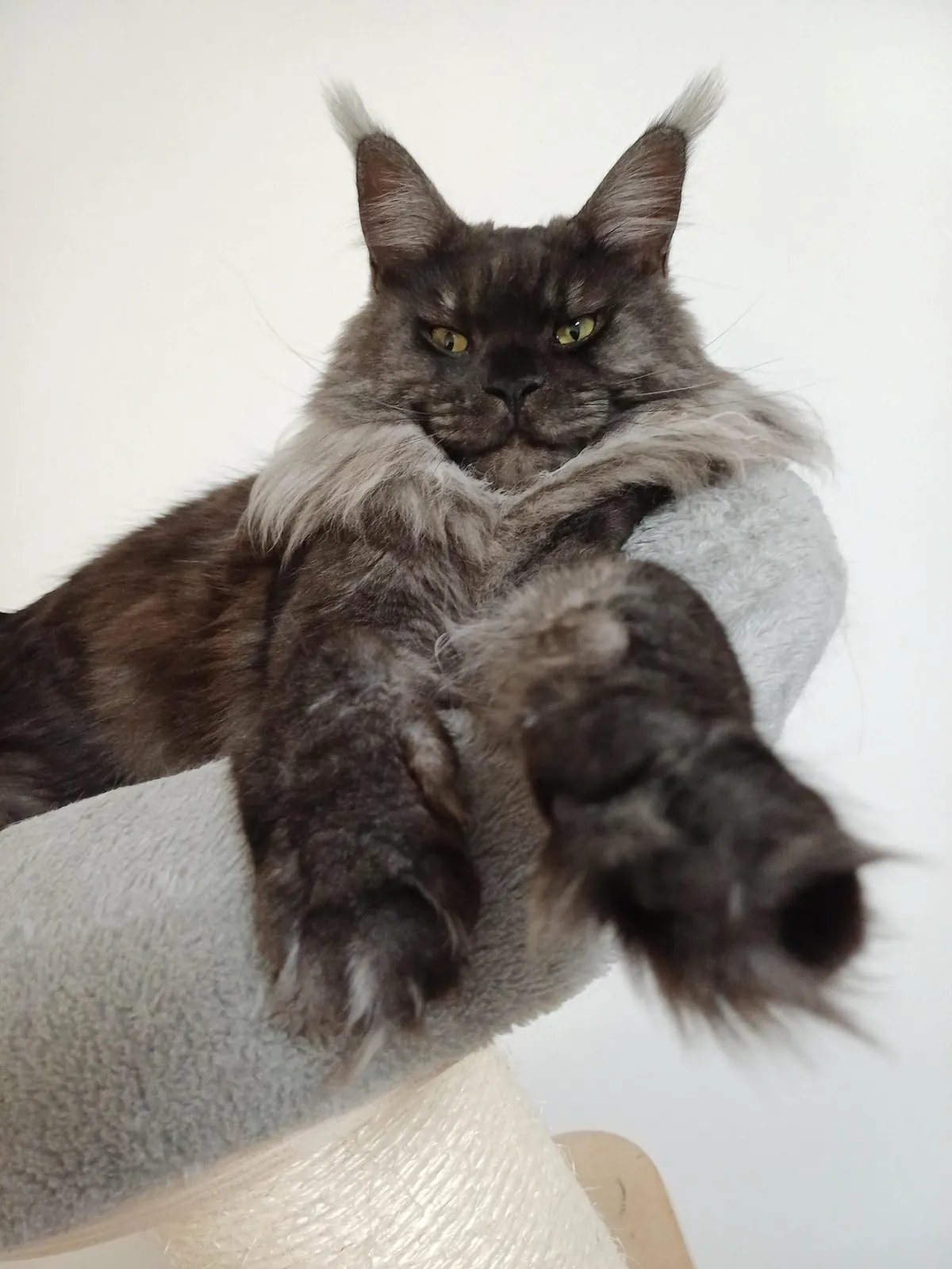 Hi reddit, it's Théoden. Did not see you for a long time