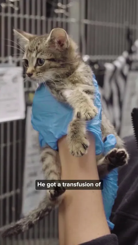 Dog blood saves kitten’s life