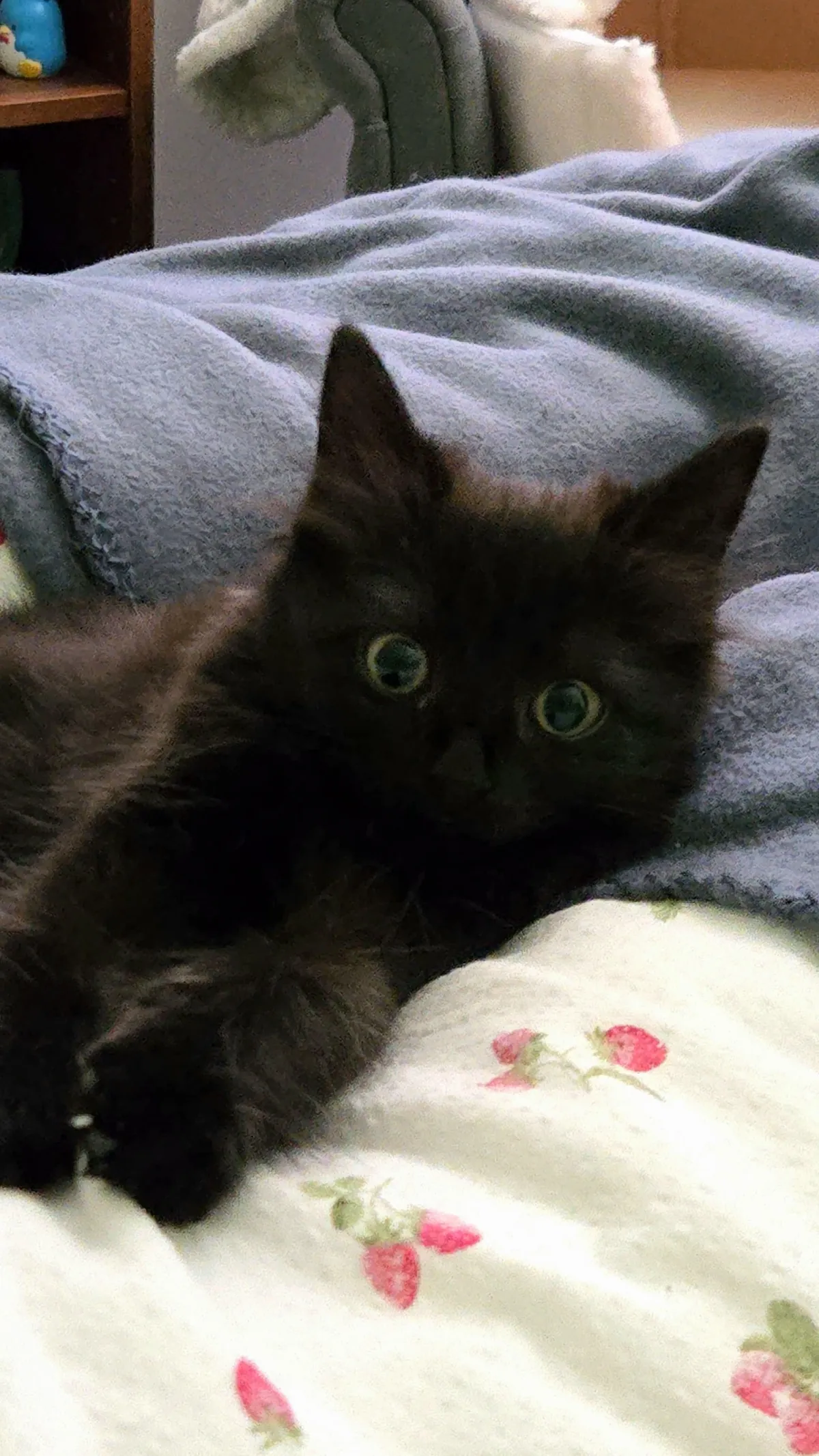 Just adopted my first kitten🖤 Her name is Misu🎀